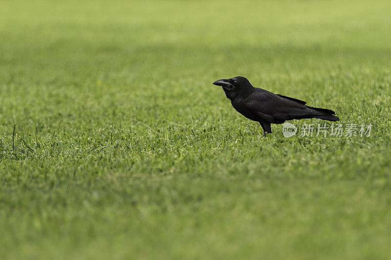 黑色的乌鸦或Corvus corax站在草坪上的短绿草。
